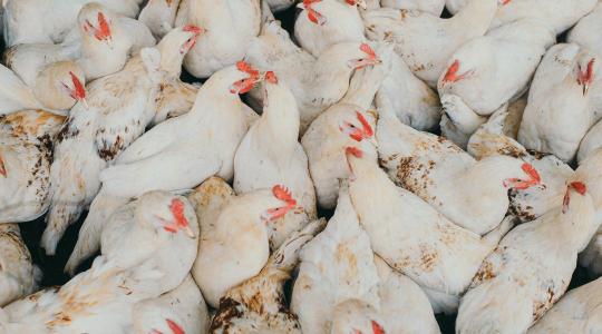 Egyetlen tengeri útvonalon múlik a csirke ára?