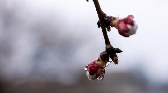 Jégpáncél a barackfákon, -5 fok a határban - így indult a csütörtök