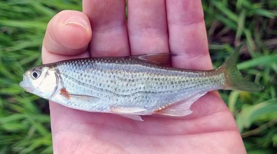 Különleges fogás a Szinva-patakból: vajon mi lehet ez?