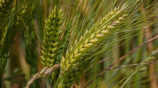 Megvan a megoldás? Magyar kutatók rájöttek, hogyan bírhatja jobban a hőséget a búza