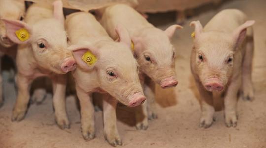 Meglepő technológiával spórolt milliókat az építkezésen ez a sertéstenyésztő