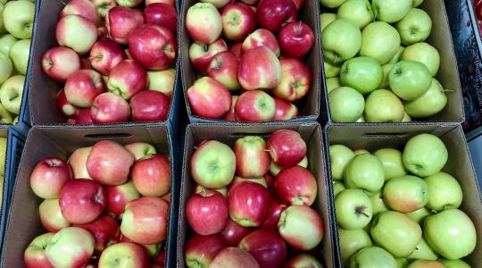 Veszélyben az almaexport: a logisztikai káosz miatt raktárakban ragadhat a tavalyi készlet?