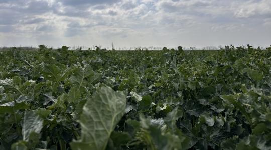 3 napos előrejelzés: Várható kálváriánk a pénteki fronttól a vasárnapi 20 fokig