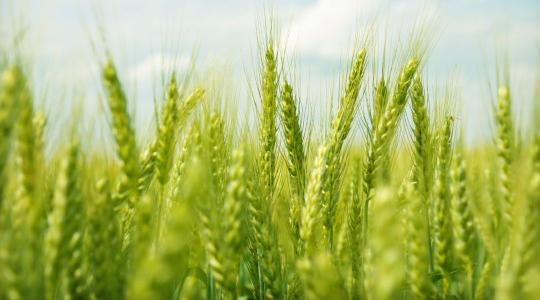 Flexibilis dózis, fix védelem: Hogyan hozzuk ki a maximumot a búzából hektáronként?