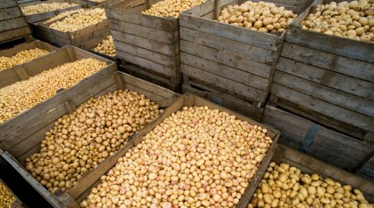 Van, ahol már a gazda fizet, csak vigyék a termést