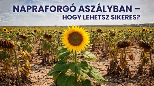Napraforgó aszályban – hogy lehetsz sikeres?