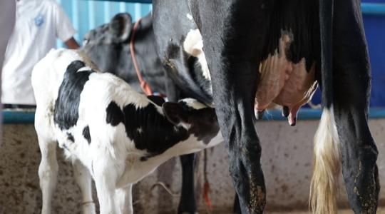 Anyagcsere-programozás: 1500 kg plusz tejet ér ez a titok