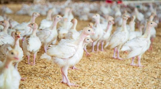 Madárinfluenza: feloldották a zárlatot, de a külföldi piacok még trükközhetnek