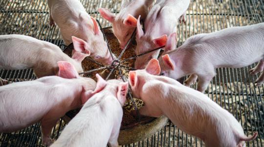 Már utalják is: 3 milliárd forint gyorssegély érkezik a magyar sertéstartók számláira