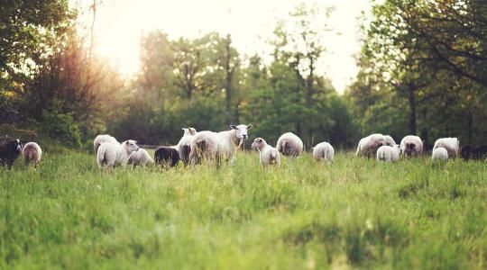 Tudtad? Változnak a Natura 2000 gyepterületek támogatási szabályai