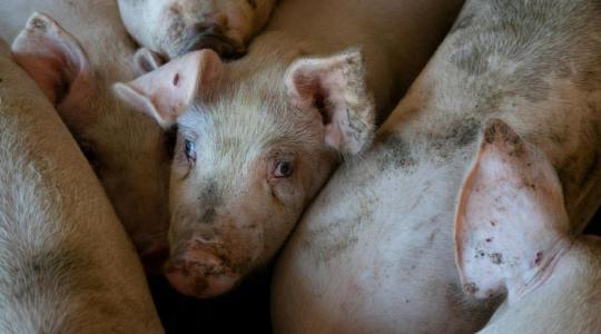 Drágább lesz a rántott hús? Trendforduló a sertéspiacon