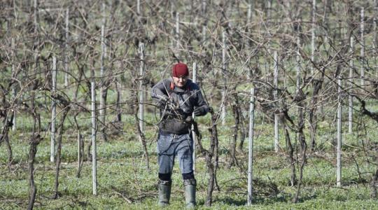 Hosszabb szezon, drágább napszám: Így változott az idénymunka 2026-ban