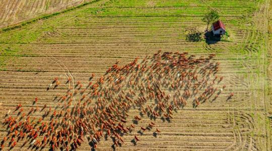Műtrágyakrízis 2026: Miért nem aggódnak a regeneratív gazdák?