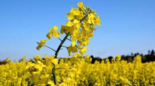 3-5 fénybogár növényenként: a küszöbérték, amit nem szabad figyelmen kívül hagyni