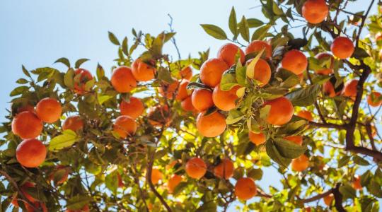 Neked is csak minden második évben terem a kajszibarackod? Eláruljuk, miért