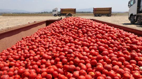 Megszületett a paradicsom-alku, de a gazdáknak szorosabbra kell húzni a nadrágszíjat