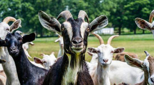 18+1 pont, ami megmentheti a telepedet: Megérkeztek a hivatalos járványvédelmi mintatervek