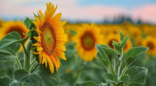 Itt vannak a Nébih napraforgó-fajtakísérletek eredményei