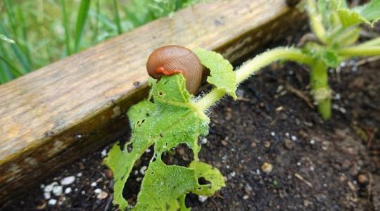 Csészével a meztelencsigák ellen? Erről neked is tudnod kell!