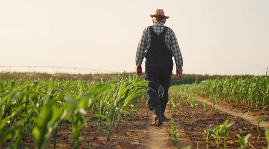 5%-os zöldségáfa, egymilliárd forint tíz falunként – itt a TISZA program