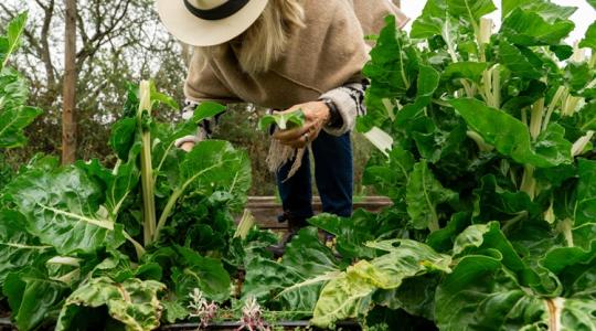 Nagyanyáink tudták, mi a jó: már szedhető ez a kedvenc