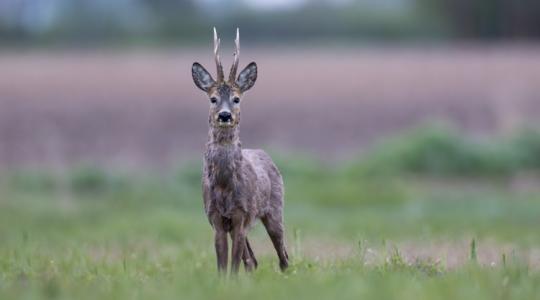 Megfejtették a rejtélyt: ezért számíthatunk rekordtrófeákra a mostani őzbakidényben