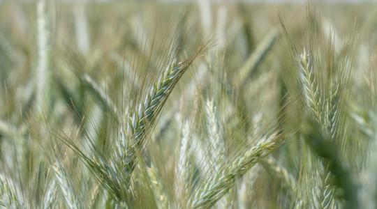 Ön is keresi a minőségi búzatermés zálogát? Nézzük meg a lehetőségeket!