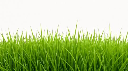 Gyönyörű gyep pár nap alatt? Ez a keverék kell hozzá!