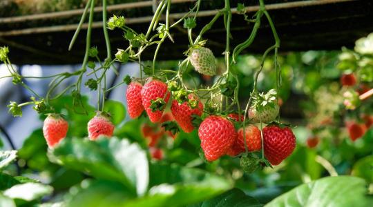 Dupla hozam fele akkora területen? Itt a német szamócatermesztők új receptje