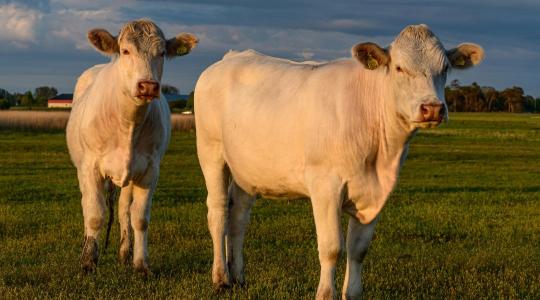 Keszthelyi üzenet a húsmarhatartóknak: van ok az optimizmusra, de egy dologgal nagyon vigyázni kell