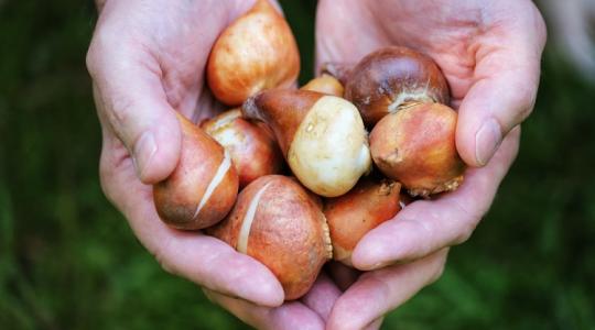 Tulipán, jácint, nárcisz: ettől a 3 titoktól lesznek éveken át gyönyörűek!