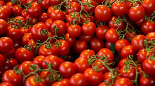 Elszálltak a paradicsomárak: brutális hiány rázta meg a piacot