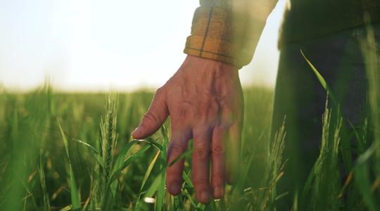 Nyári aratás: egy terményből lényegesen kevesebb lesz a piacon