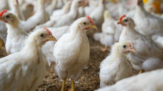 Így lesz a búzából exportképes csirkehús – A technológia, ami megváltoztatja az agráriumot