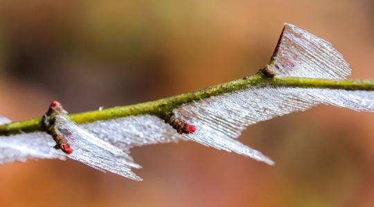 Jogvesztő határidők: mutatjuk, meddig jelentheted be a tavaszi fagykárodat