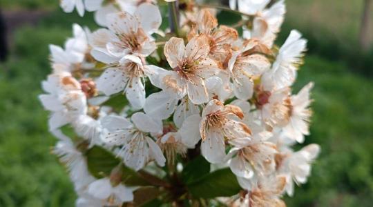 Növényvédelmi előrejelzés: Vetésfehérítő, monília és lisztharmat is fenyegeti a jó termést! 