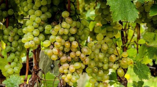 Mit tehetnek a termelők a szőlő aranyszínű sárgaság megállításáért?