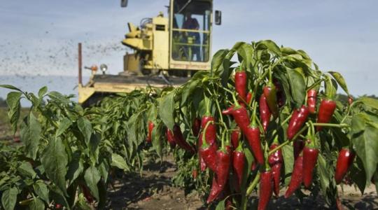 1 esély a benyújtásra: akár 100 000 forint segítség kilogrammonként