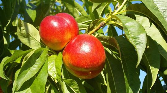 Mindenki bukást várt, de a spanyol barackszezon végül valóságos aranybánya lett