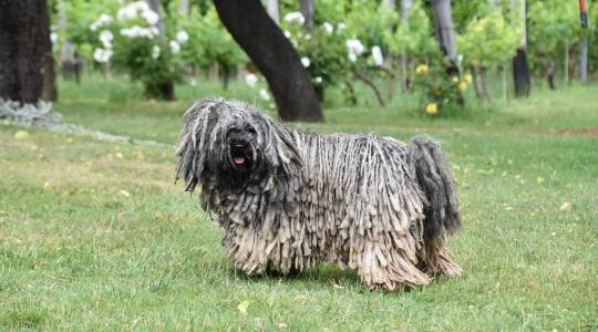 A komondor őriz, a puli irányít – A tökéletes párosítás, ami évszázadokig működött