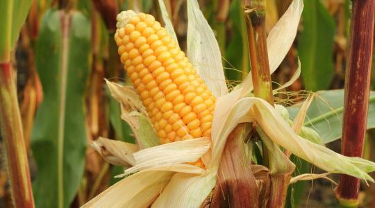 Kiszorul a napraforgó az ukrán földekről: ez áll a váratlan fordulat hátterében