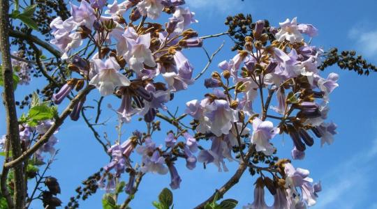 Néma gyilkos a kert végében: a hiba, amit minden második hobbikertész elkövet