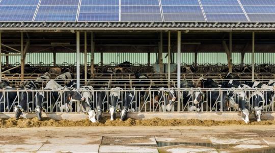 1606 euró tehenenként: fizetnek a gazdáknak, hogy vágják le az állományt