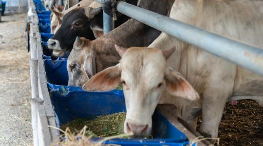 40% megy a kukába, pedig a jószág is ehetné