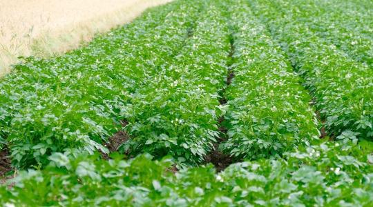 Feltételesség 2026: Ezeket a növényeket tilos önmaguk után vetni