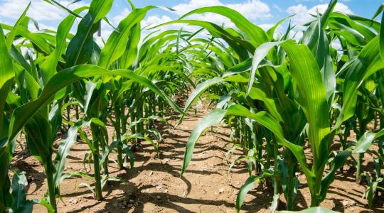 Elindult a vetés. Készüljünk fel a kukorica gyomirtására!