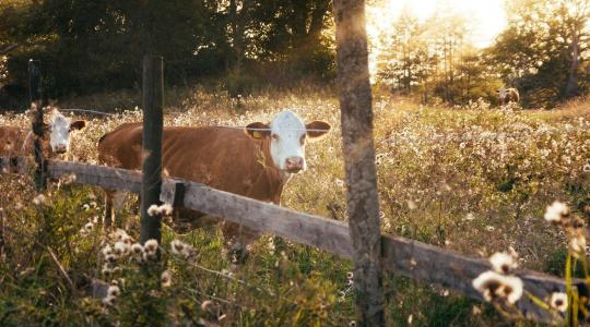 Rés a pajzson: újra támad a kéknyelv-betegség Magyarországon