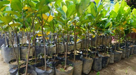 Razzia az ónodi vásárban: megsemmisítették a jelöletlen gyümölcsfákat és dísznövényeket