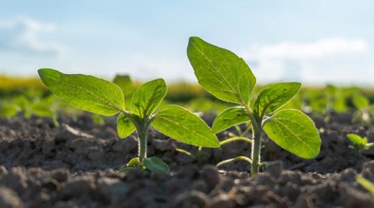 Eldőlt a területi verseny a tavaszi növények között: jól döntöttünk?