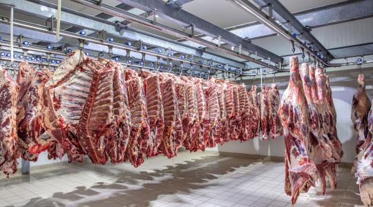 Súlyos mínuszok a sertésnél, brutális pluszok a marhánál – Kinek éri meg idén az állattartás?